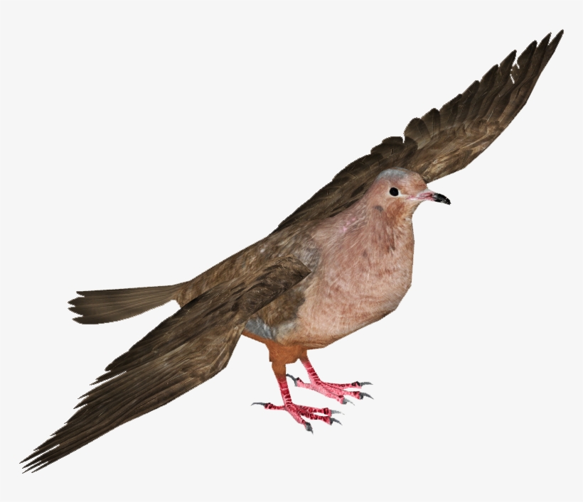 Socorro Dove - Pigeons And Doves, transparent png download