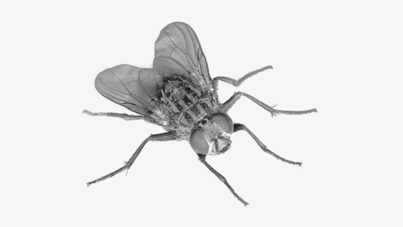 Fly Transparent, transparent png download