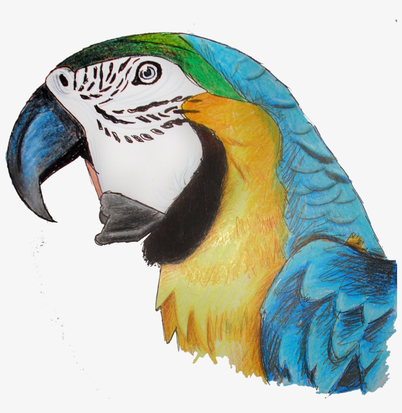 Parrot Png, transparent png download