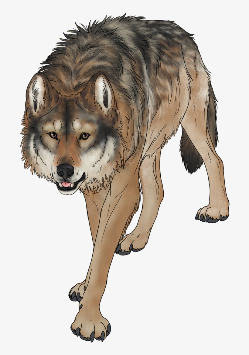 Wondering Wolf - Coyote, transparent png download