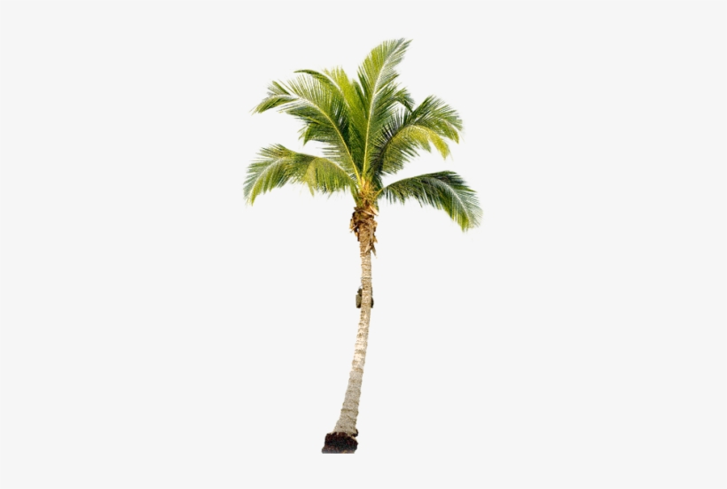 Palm Tree Png Palm Trees Tree Psd Painting Trees Palm Tree Transparent Png Transparent Png 280x472 Free Download On Nicepng