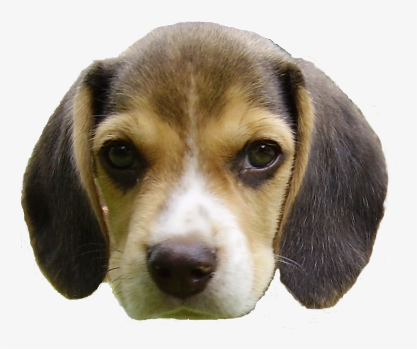 Beagle Puppy's Head - Dog Head Png, transparent png download