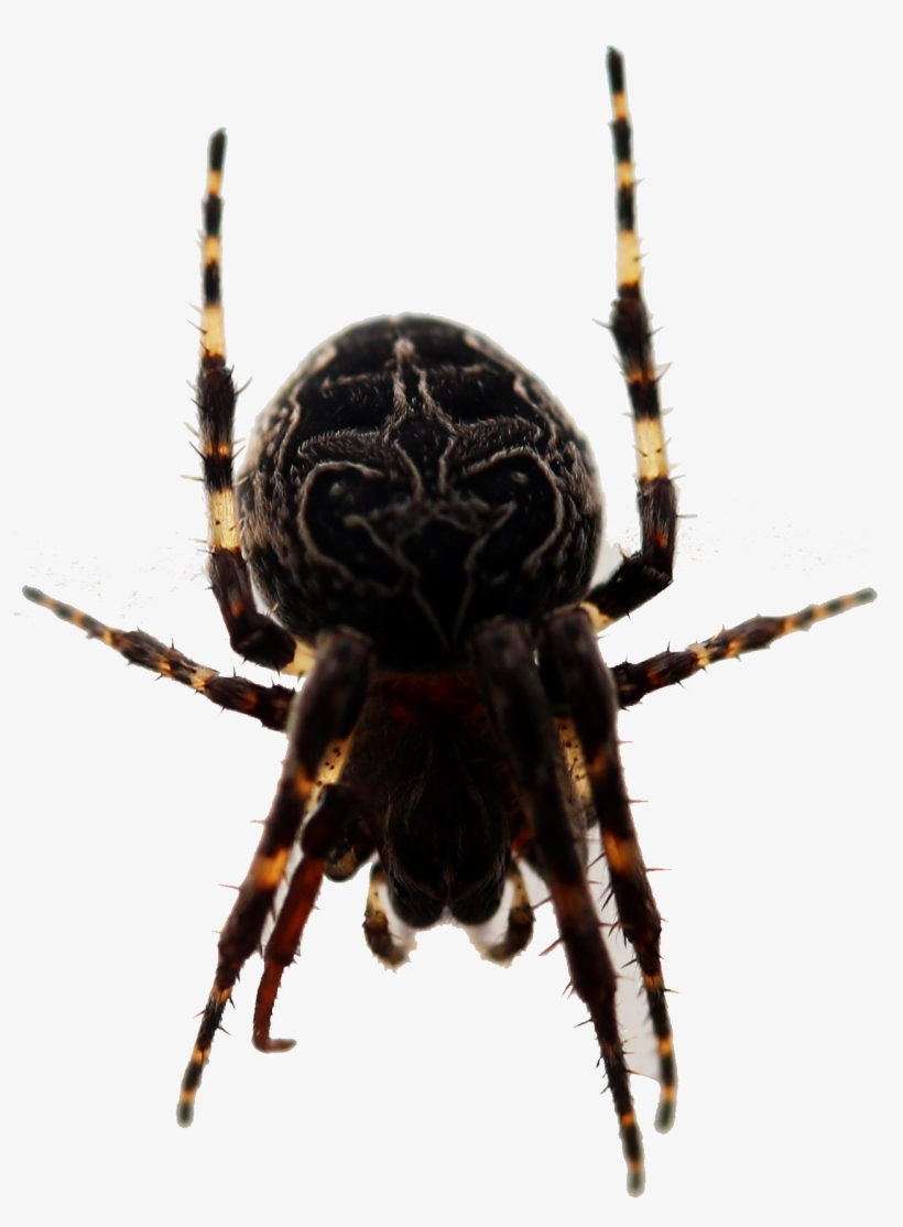 Picture European Garden Spider Barn Insect Widow Transprent - Transparent Scary Spider, transparent png download