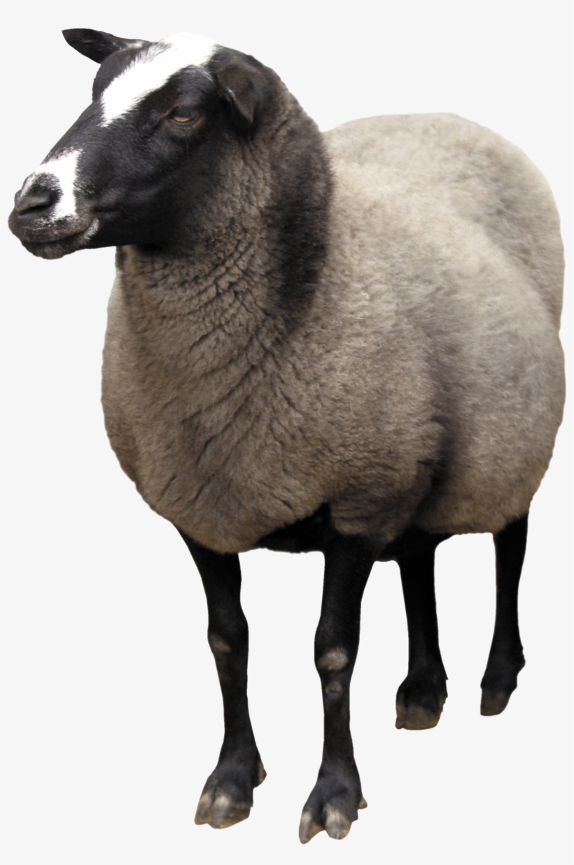 Pin By Transparent Png Images On Animal Png - Sheep Png, transparent png download