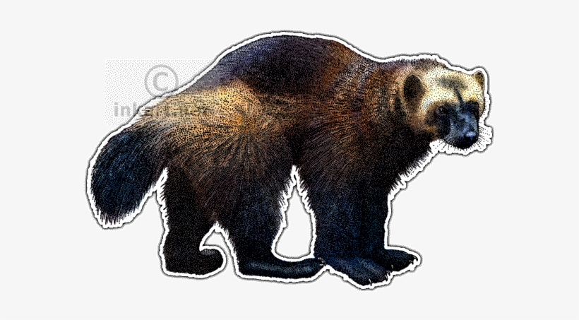 Clipart Transparent Stock Png For Free Download On - Wolverine Throw Blanket, transparent png download