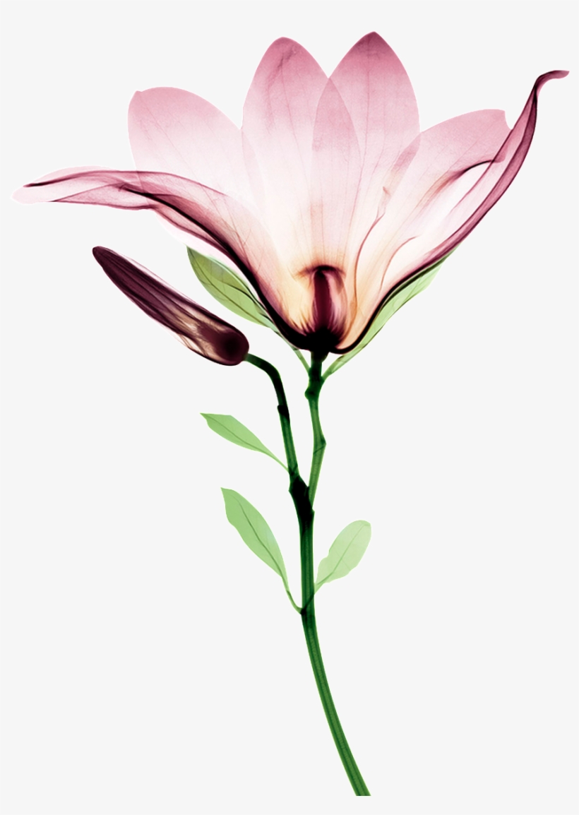 Blooming Watercolor Flower Transparent - Lily, transparent png download