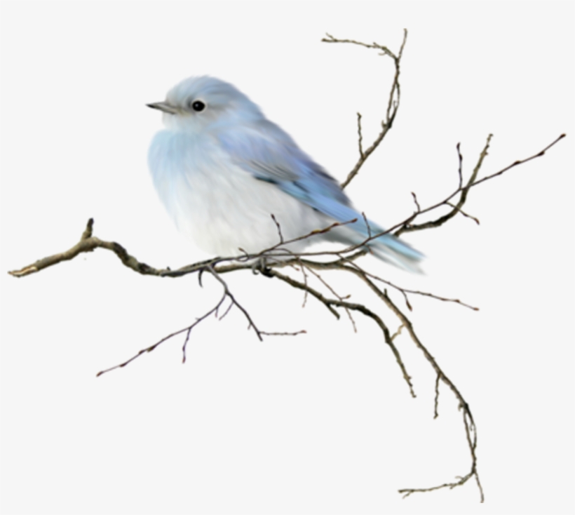 Bluejay Drawing Watercolor, transparent png download