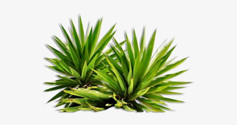 Plants Png, transparent png download