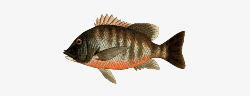 Rock Snapper, transparent png download