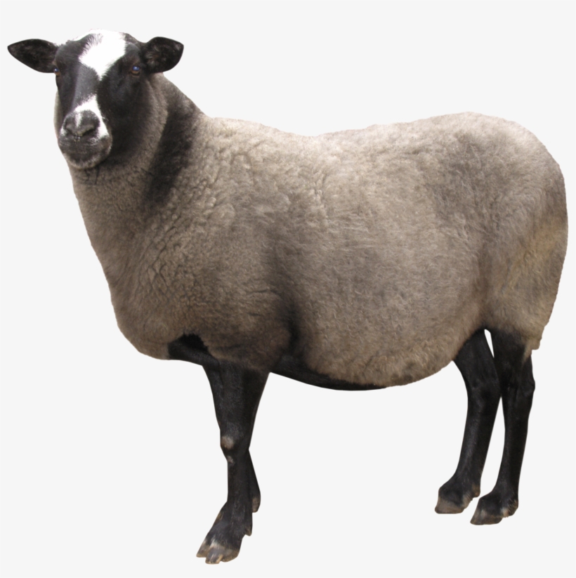 Sheep Png Image - Sheep Png, transparent png download