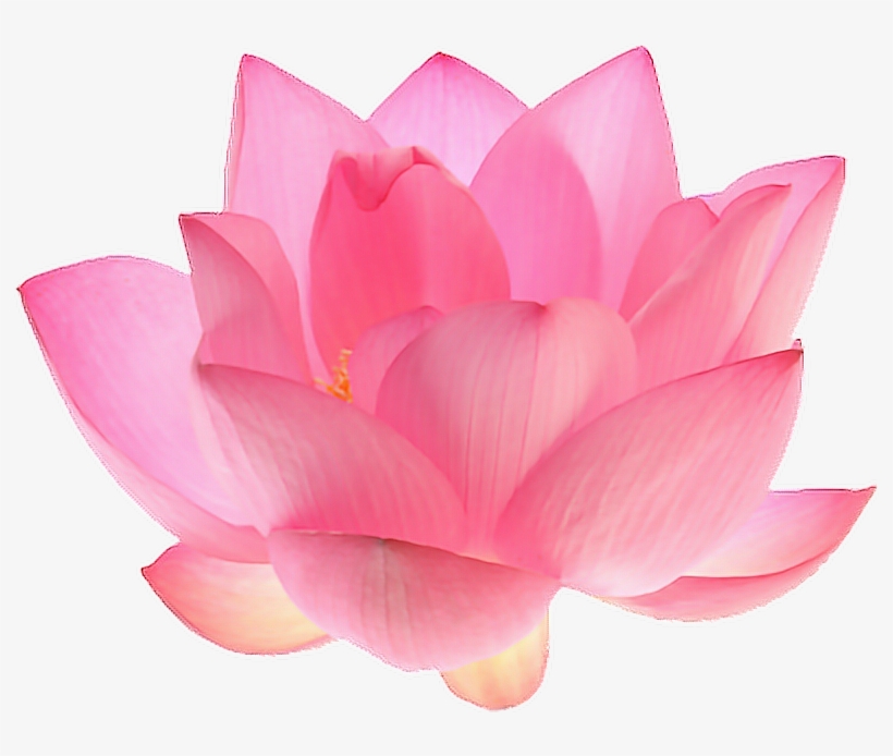 Report Abuse - Aesthetic Pink Flower Png, transparent png download