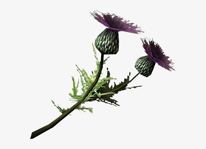 Thistle Branch - Thistle Png, transparent png download