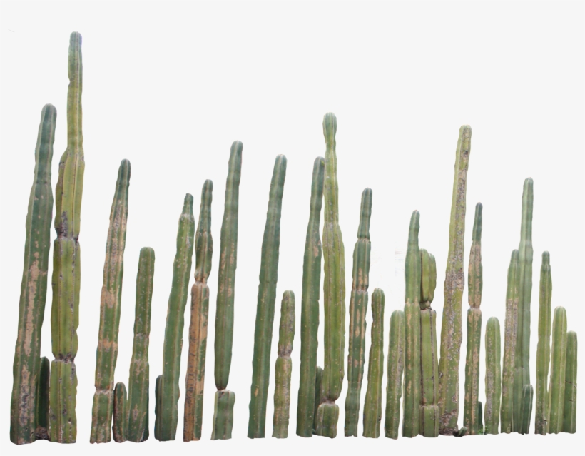 Cactus Plants Png - Cactus Png, transparent png download