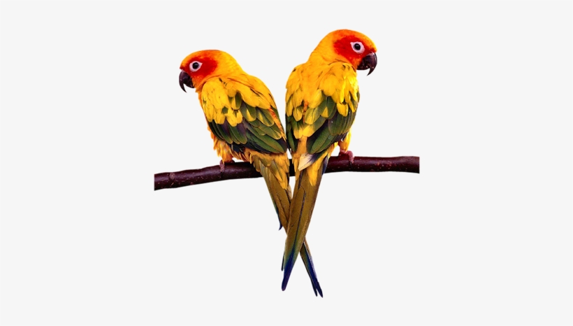 Conure Parrots - Parrot Stands Acrylic Bird Cage Stands Stands Bird, transparent png download