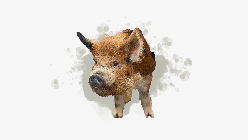 Kunekune Pig - Domestic Pig, transparent png download