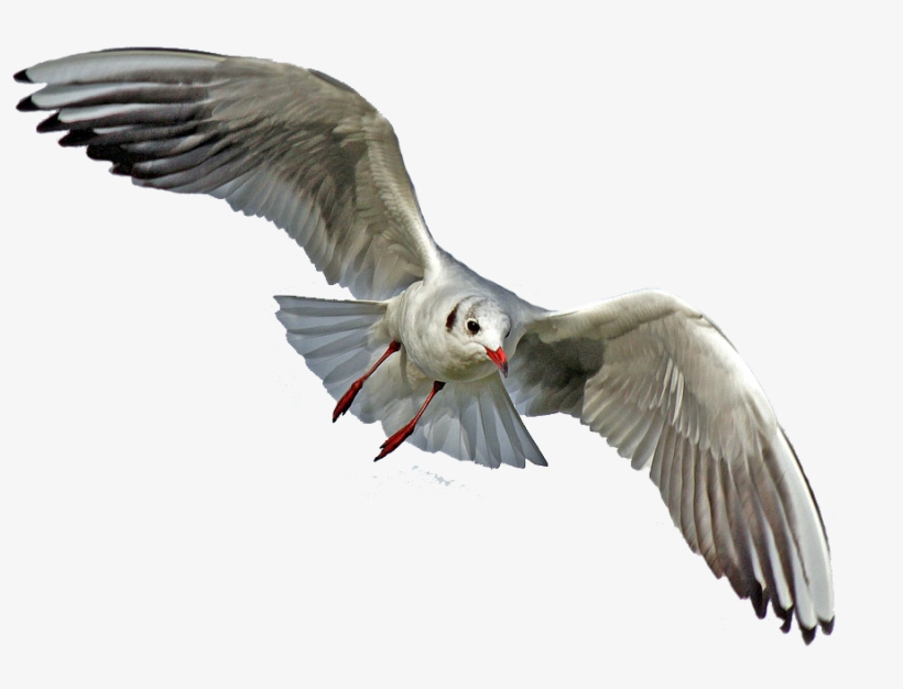 Animals Png - Birds With Silver Feathers, transparent png download