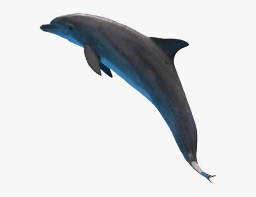 Free Png Dolphin Png Images Transparent - Дельфин Png, transparent png download