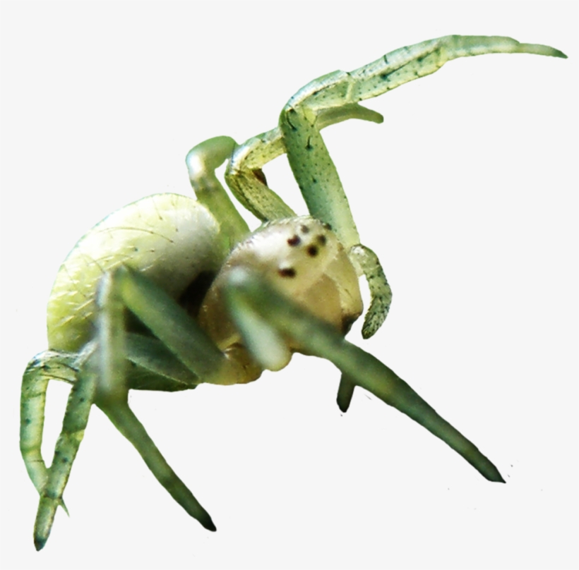 Spider Your Photos, Spiders, Insects, Hand Spinning - Animals With Clear Background, transparent png download