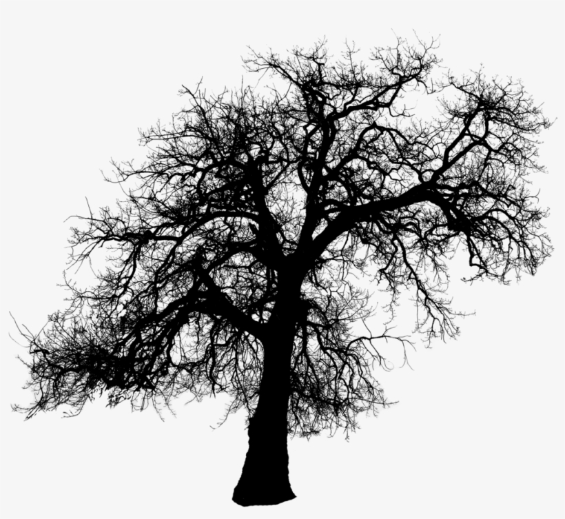 Tree Silhouette Transparent 374434 - Tilbage Til Jorden, transparent png download