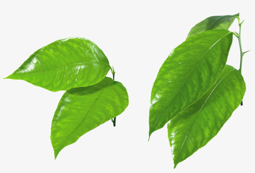 Best Free Green Leaves Png Image Without Background - E'tae Natural Products - Carmel Deep Reconstructing, transparent png download