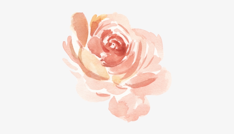 Paprika9 - Garden Roses, transparent png download