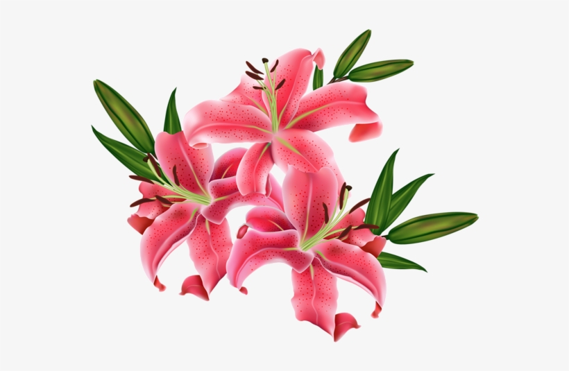 Red Lilium Png Clip Imagem Flowers Hd Wallpaper - Flower Images Png Hd, transparent png download
