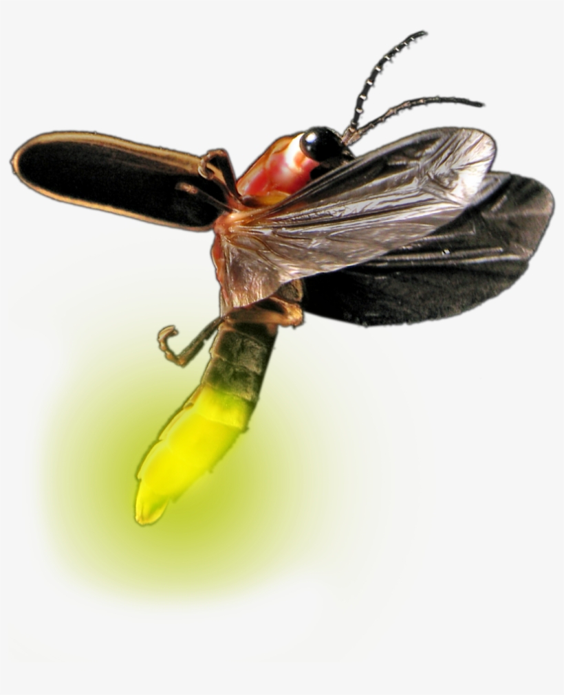 Atp Testing Promicol General - Firefly Png, transparent png download