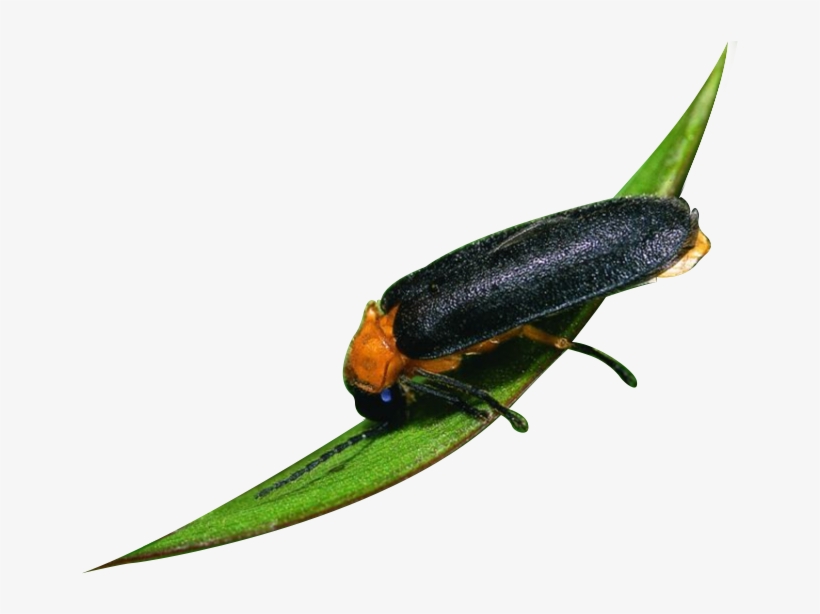 The Fireflies Are Most Active April-june But Fireflies - Pupa, transparent png download