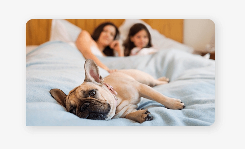 Alexa, Tell British Gas - Dog, transparent png download