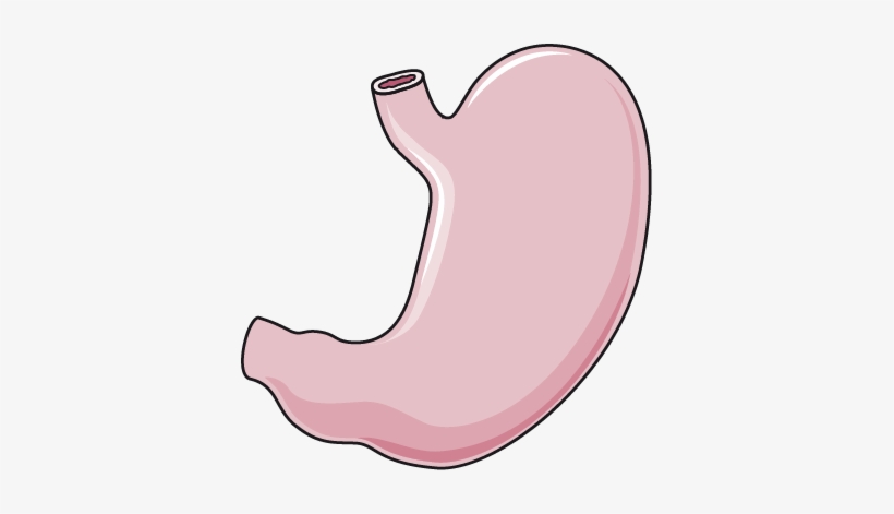 Download The Image - Stomach, transparent png download