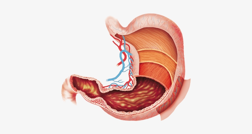 Reduce Stomach Problems - Humans Cant Digest Cellulose, transparent png download