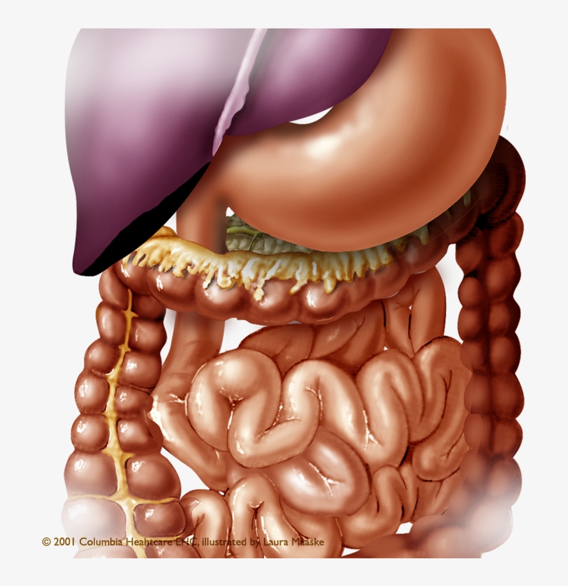 Medical Illustrations Of Abdominal Organs - Abdominal Organs Png, transparent png download