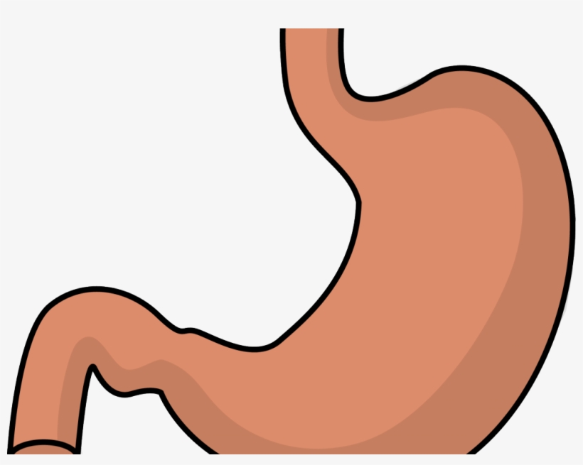 Stomach Cliparts - Clip Art, transparent png download