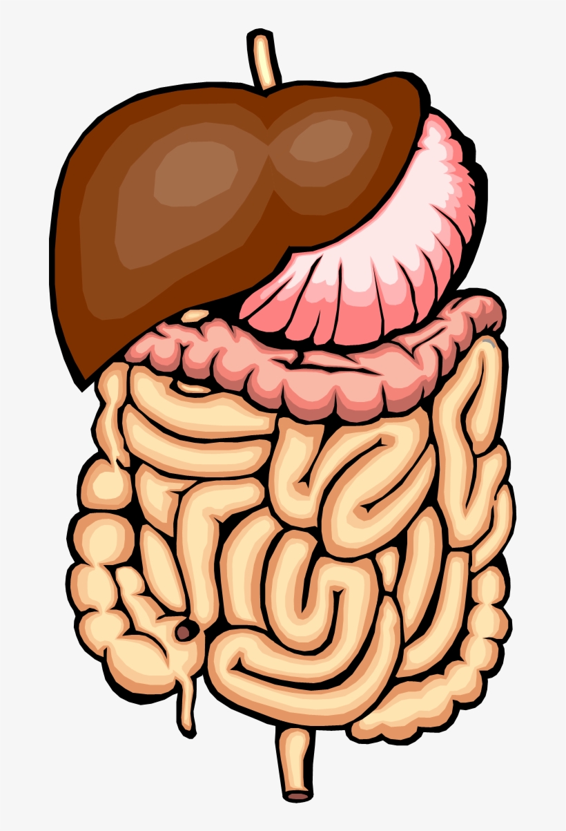 Ferris Wheel Clip Art Free - Digestion A Chemical Change, transparent png download