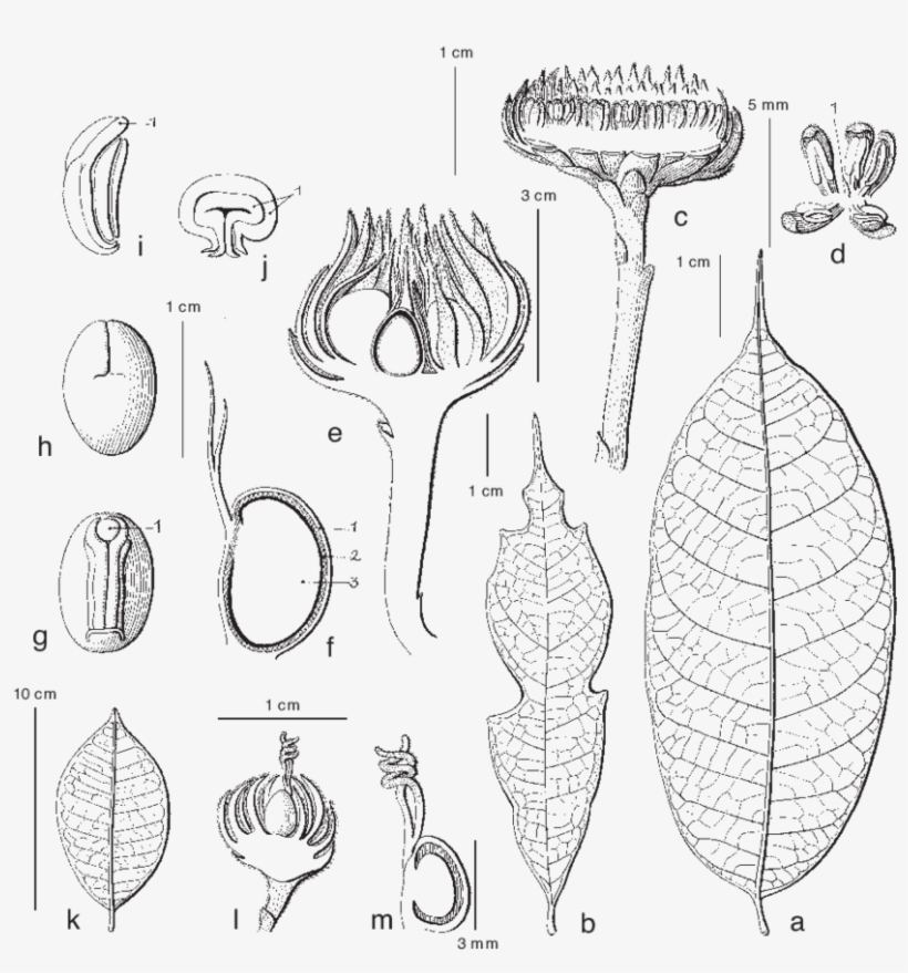 Sapling Leaf, transparent png download