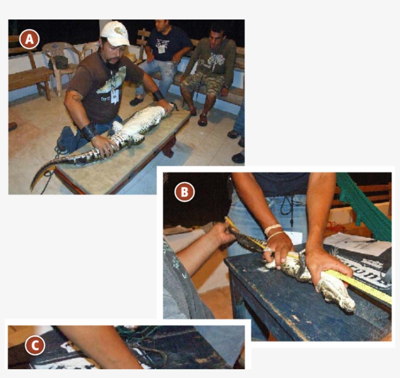 Colocación Para Medir A Un Ejemplar De Cocodrilo De, transparent png download