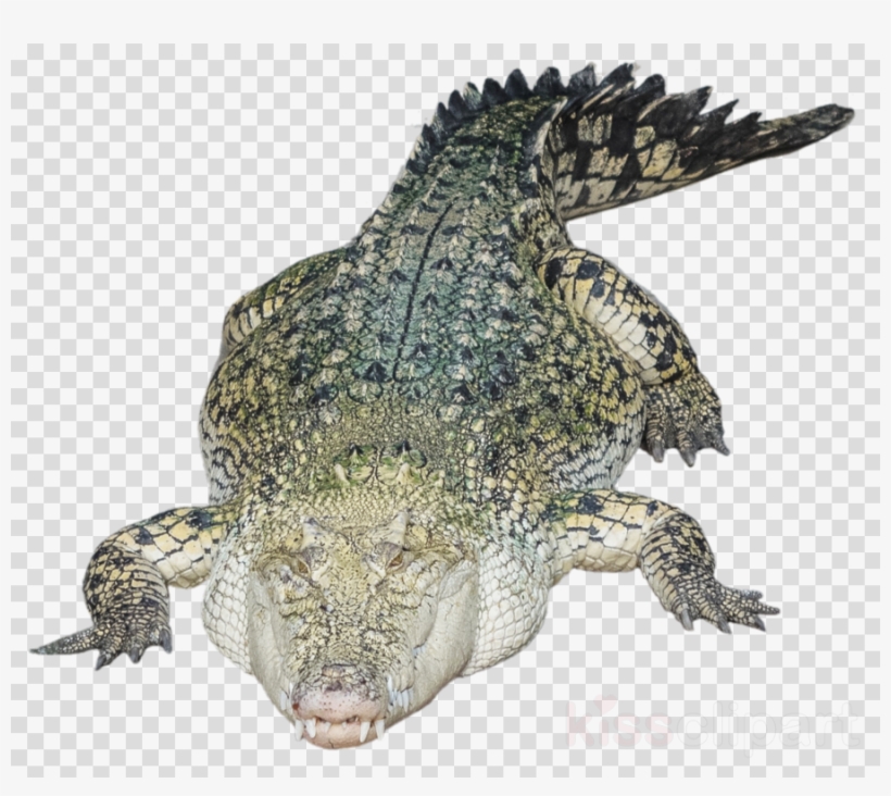 Download Tirecoverpro Full Color Night Owl Hunting, transparent png download