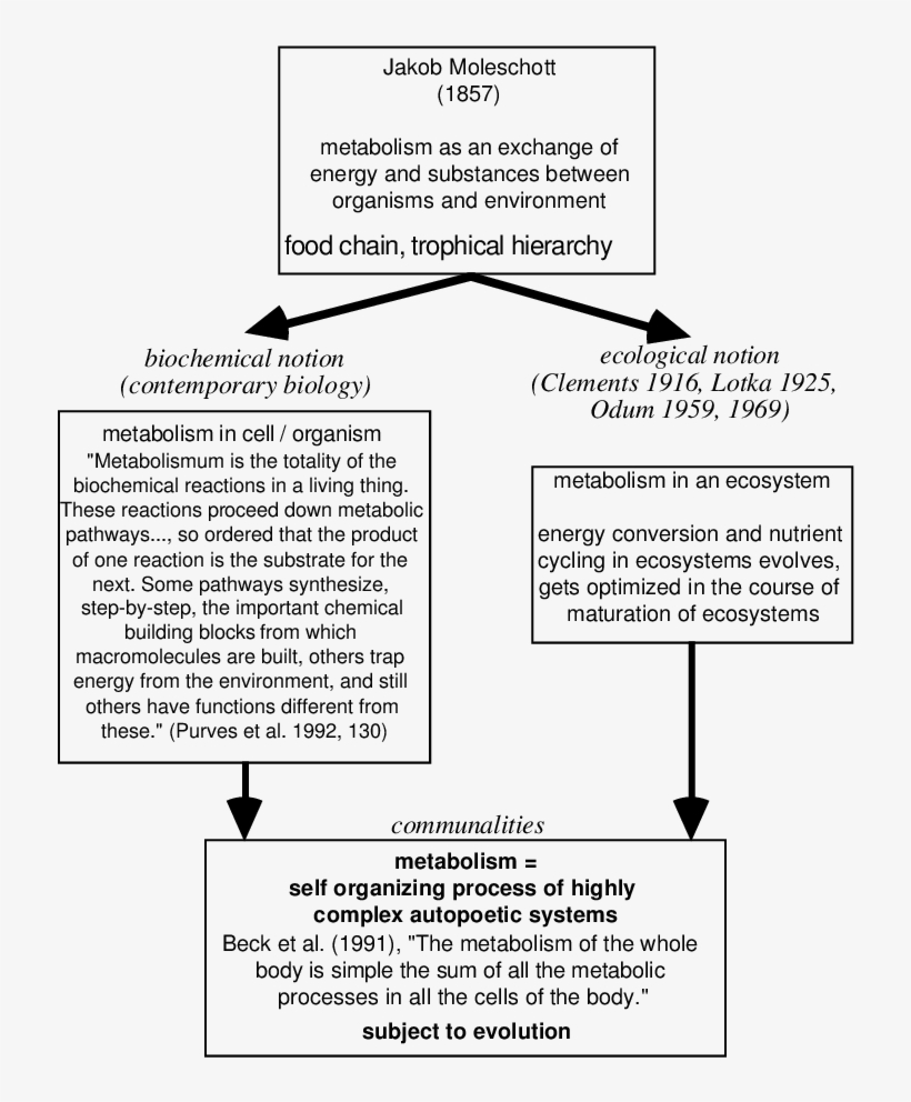 Biology -ecology, transparent png download