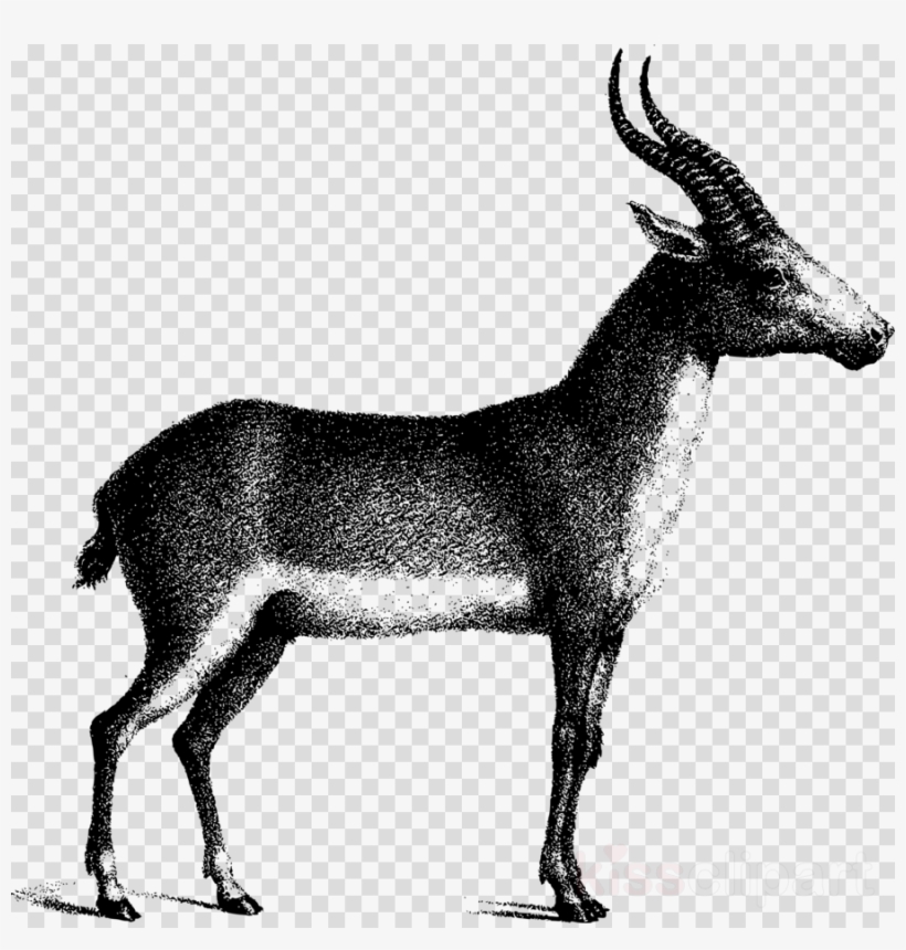 Deer, transparent png download