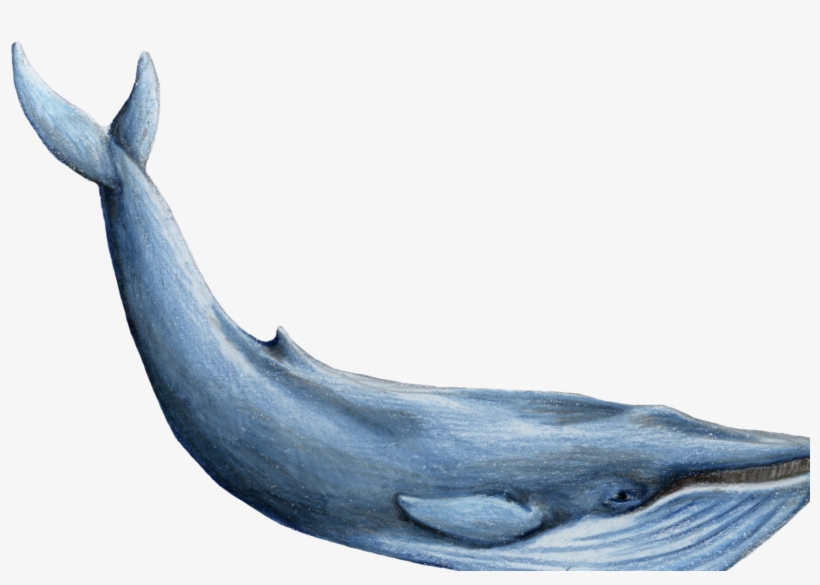 Gallery Description, transparent png download