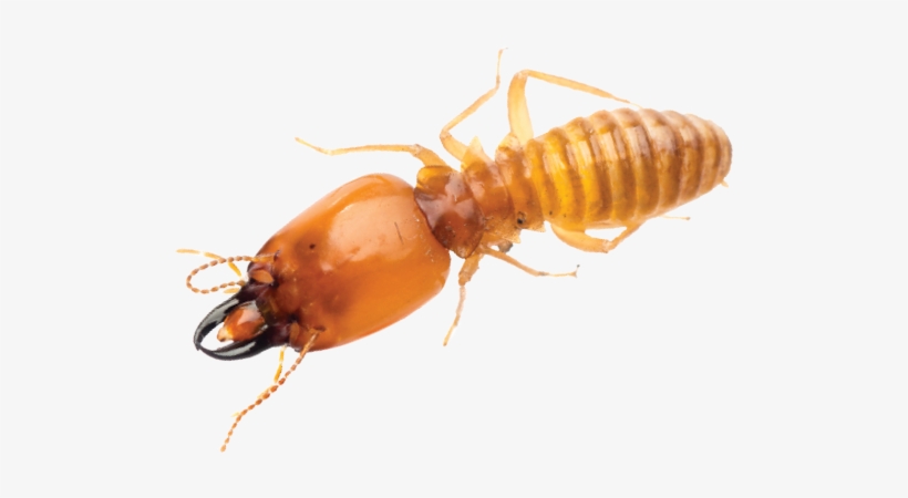 Suppliers And Pmps, If You Have A Termite Control Product, transparent png download