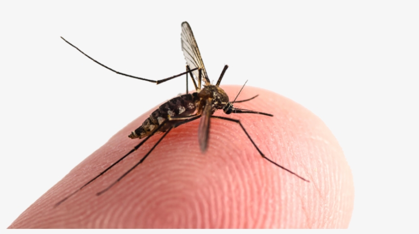 Mosquitoes Mosquito Bites Exterminator Elite Pest And, transparent png download