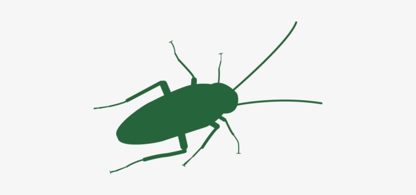 Cockroach Header, transparent png download