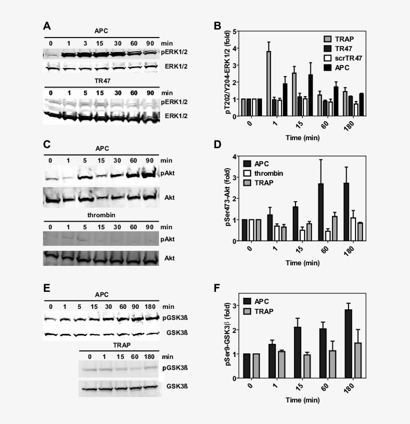 Differential Phosphorylation Was Determined For Pthr202/tyr204, transparent png download