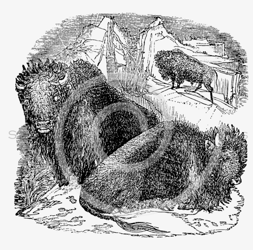 Vintage Buffalo Bison Skull Illustration, transparent png download