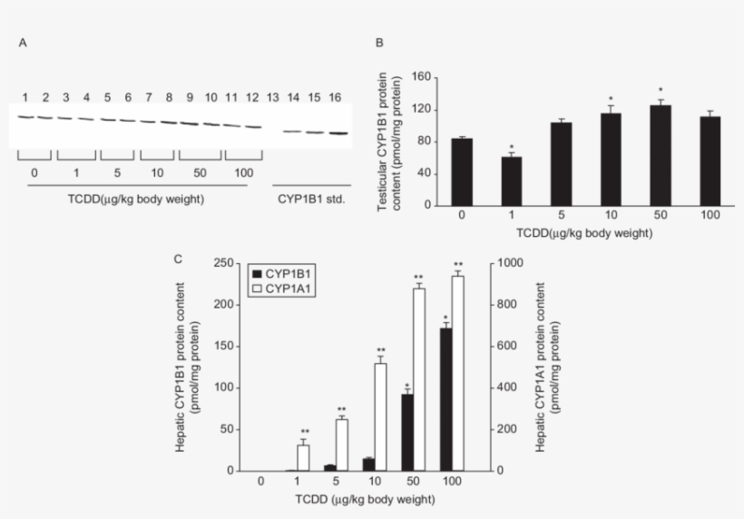 Effect Of In Vivo 2,3,7,8 Tetrachlorodibenzo P Dioxin, transparent png download
