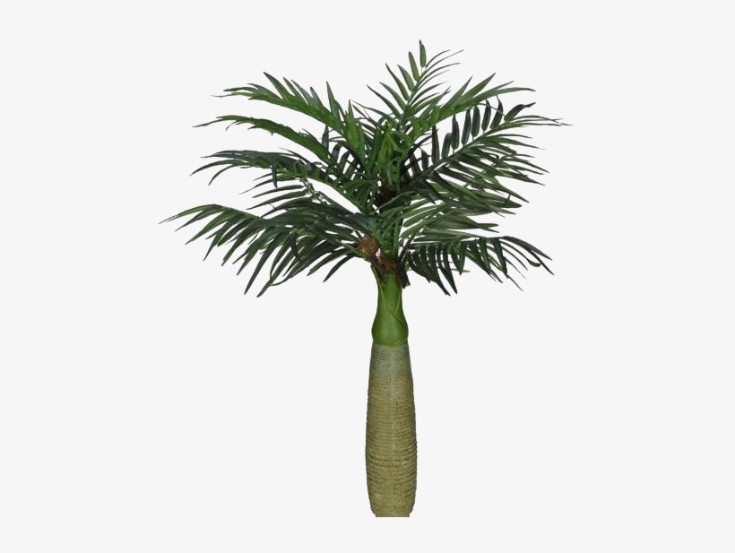 Coqueiros-png, transparent png download