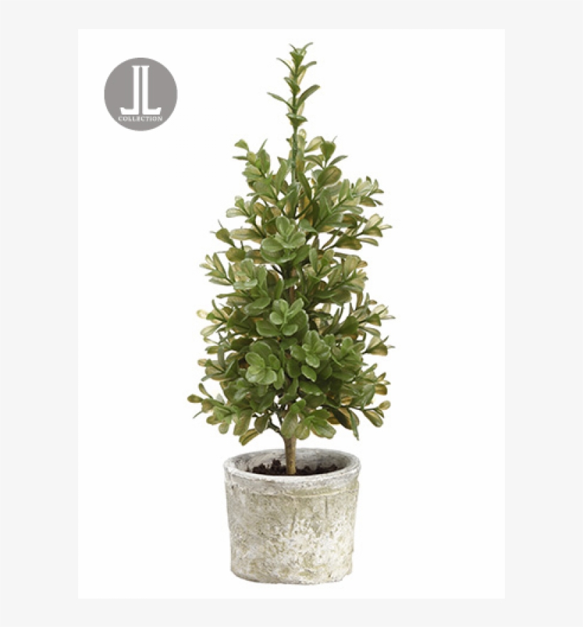 15" Boxwood Topiary In Clay Pot Green, transparent png download