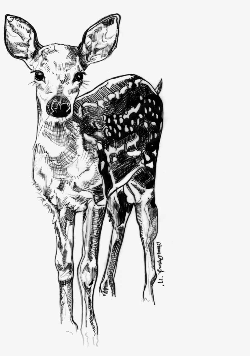 Doe Png, transparent png download