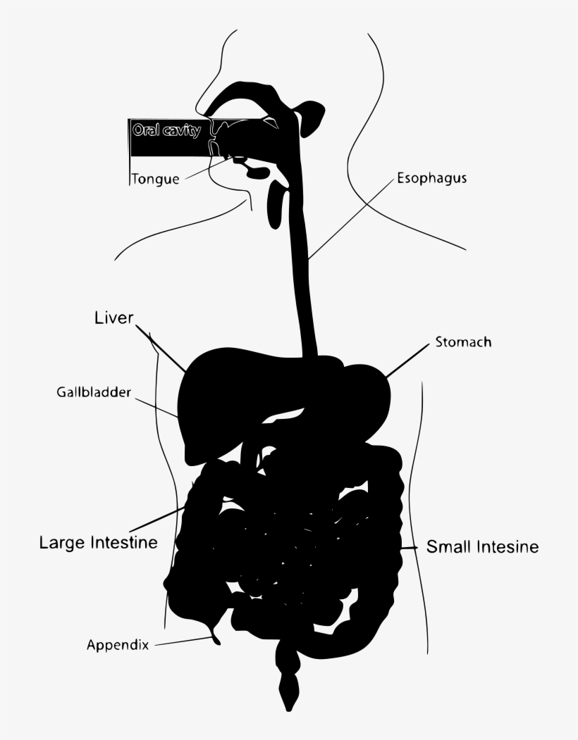 Download Png - Human Digestive System Eating Meat, transparent png download